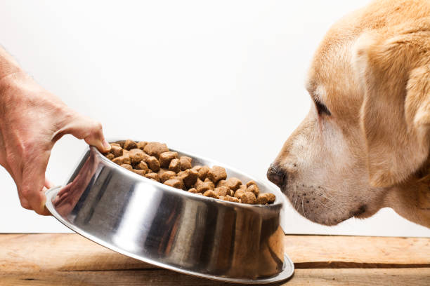 perro perdiguero de labrador comiendo - comida para perro fotografías e imágenes de stock