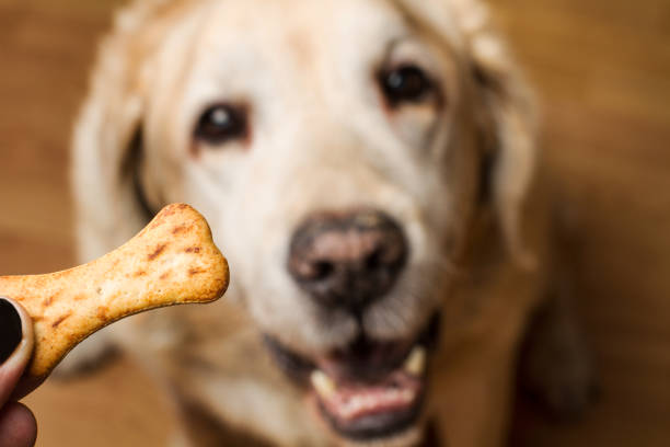 istock Labrador retriever looking his food 1055031442