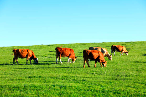istock A few cows grazing on the slopes 1055031580