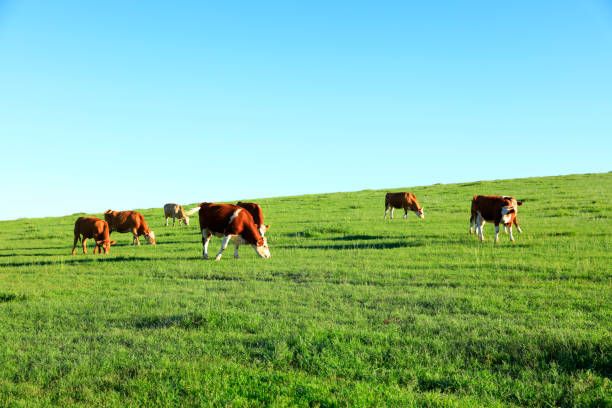 istock A few cows grazing on the slopes 1055031810