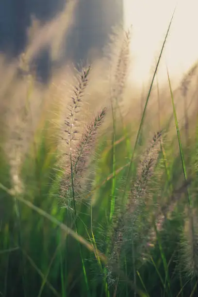 Sweet vernal grass in city