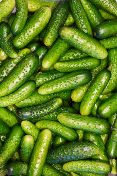 Cucumber green fresh as a healthy diet. Background color image close up. - fotografia de stock