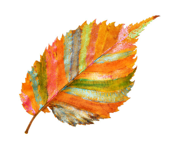 istock Closeup of autumn leaf colored with pearl pensils 1055041004