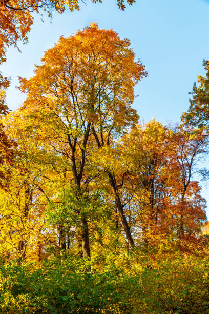 istock autumn forest with yellow and red foliage 1055041576
