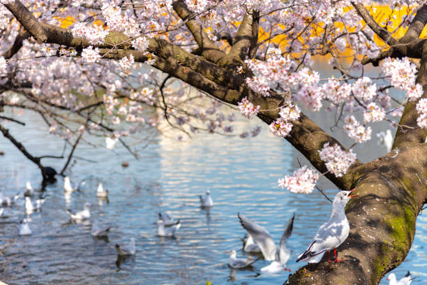 istock The black-headed gull (Chroicocephalus ridibundus) and cherry blossom in spring season 1055041842