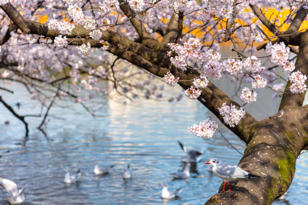 istock The black-headed gull (Chroicocephalus ridibundus) and cherry blossom in spring season 1055041866