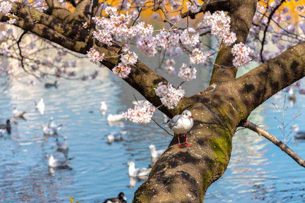 istock The black-headed gull (Chroicocephalus ridibundus) and cherry blossom in spring season 1055042092
