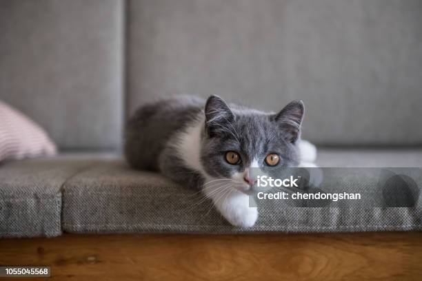 Simpatico Gatto Peloso Corto Britannico - Fotografie stock e altre immagini di Gatto domestico - Gatto domestico, Gattino, Cucciolo