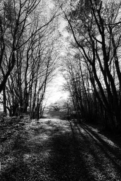 istock Beech trees in Canfaito forest (Marche, Italy) at sunset with long shadows 1055046110