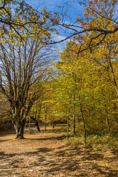 istock Fall Landscape with yellow Trees near Devil town in Radan Mountain, Serbia 1055048144