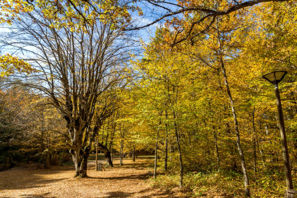 istock Fall Landscape with yellow Trees near Devil town in Radan Mountain, Serbia 1055048150