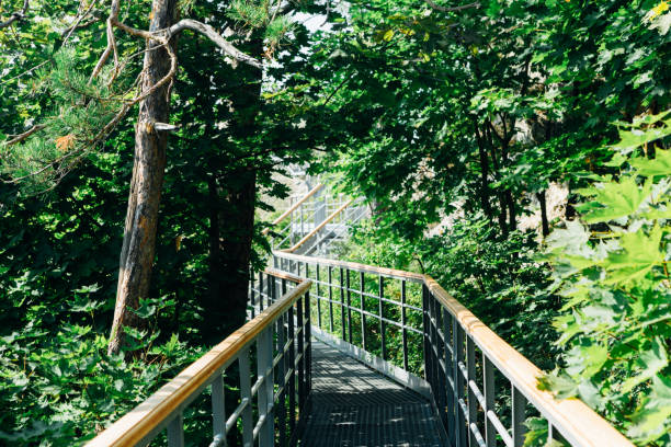 istock green trees and road bridge in the forest in the sunlight 1055048312