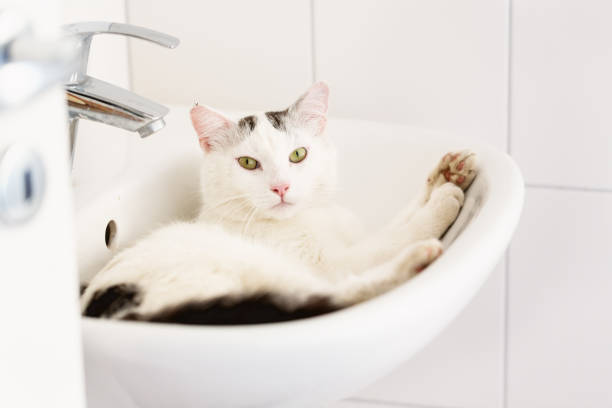 Male white domestic cat with black spots, lying in sink in bathroom at a really hot summer day