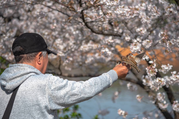 birds in human hand - dao cheng imagens e fotografias de stock