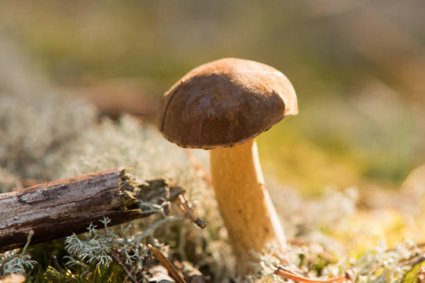 bucht steinpilzen - boletus badius stock-fotos und bilder