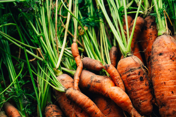 istock Fresh carrots close-up on a wooden background 1055056448