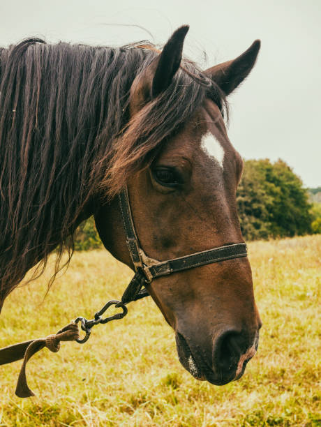 白い馬はフィールドの草を食べる - young animal beautiful horse mammal ストックフォトと画像