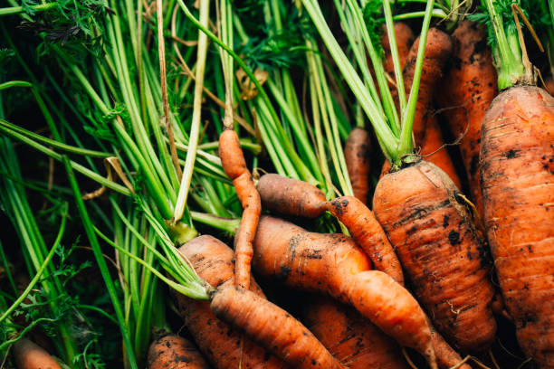 istock Fresh carrots close-up on a wooden background 1055058866