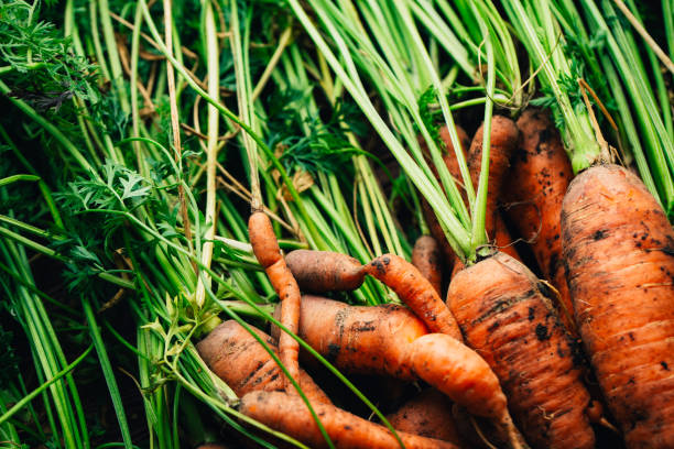 istock Fresh carrots close-up on a wooden background 1055059340