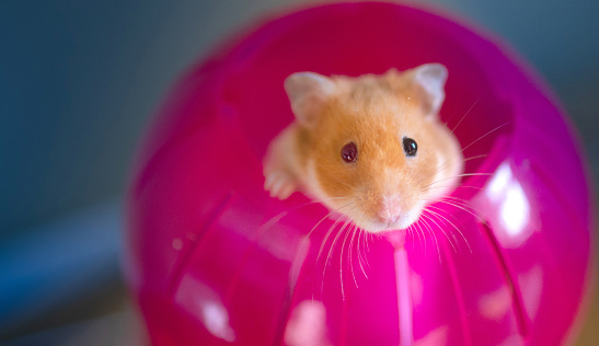 Cute Syrian hamster poking her head out of a bright red exercise ball, looking in to the camera