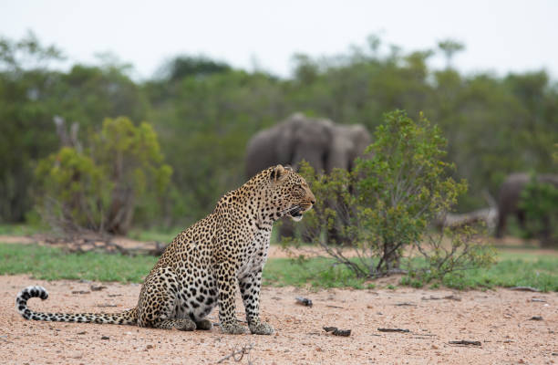 アフリカ - 大きいクルーガー国立公園でのキャプチャの荒野のヒョウ - leopard kruger national park south africa africa ストックフォトと画像