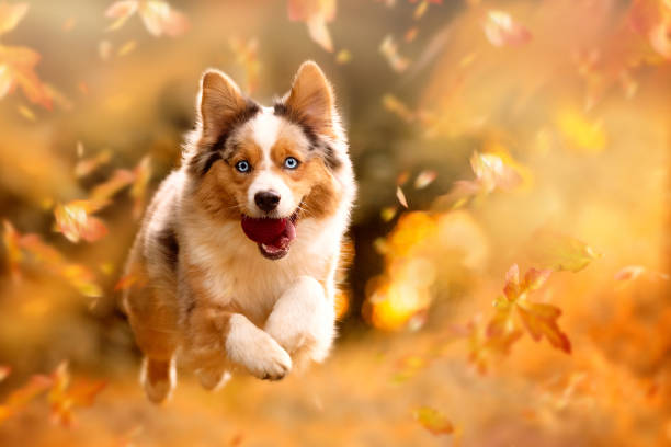 Dog, Australian Shepherd jumping in autumn leaves over a meadow