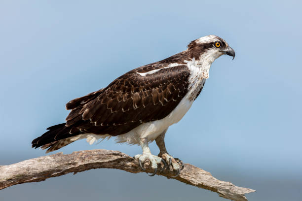 osprey - fischadler stock-fotos und bilder