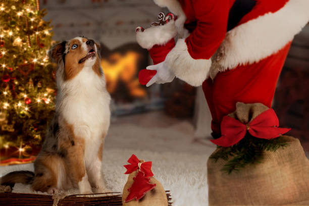 istock Dog; Australian Shepherd with Santa Claus 1055062160