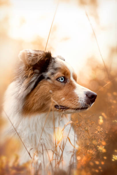 istock Dog, Australian Shepherd in autumn 1055062344