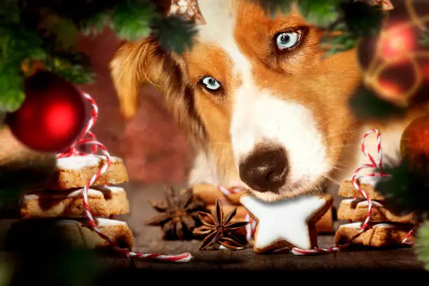 Dog, Australian Shepherd is stealing Christmas cookies