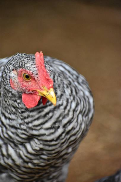 cerca de un gallo de rock barrado - barred plymouth rock chicken fotografías e imágenes de stock