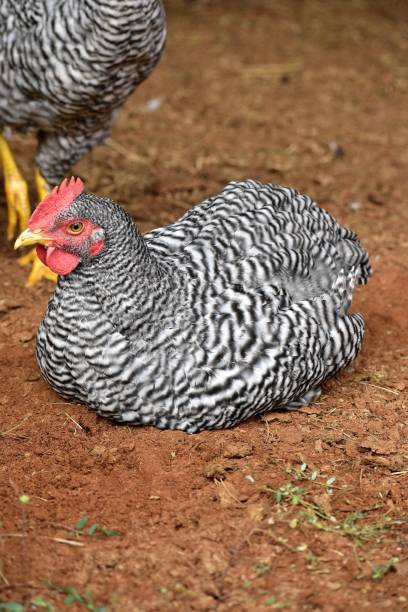 cerca de un gallo de rock barrado - barred plymouth rock chicken fotografías e imágenes de stock