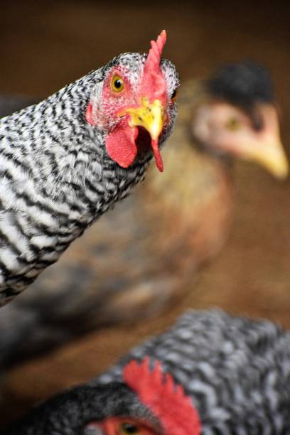 cerca de un gallo de rock barrado - barred plymouth rock chicken fotografías e imágenes de stock