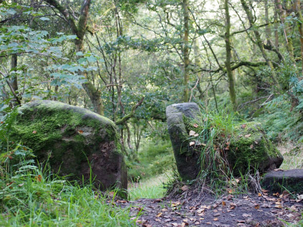 istock a narrow path in dark dense forest surrounded by ferns and undergrowth with an ancient stone gate 1055065404