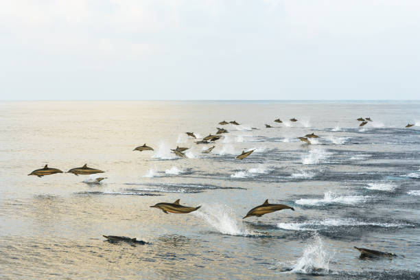 istock Dolphins hunt at sunset in the tropical sea. 1055067324
