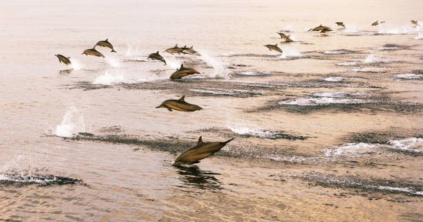 istock Dolphins hunt at sunset in the tropical sea. 1055067328