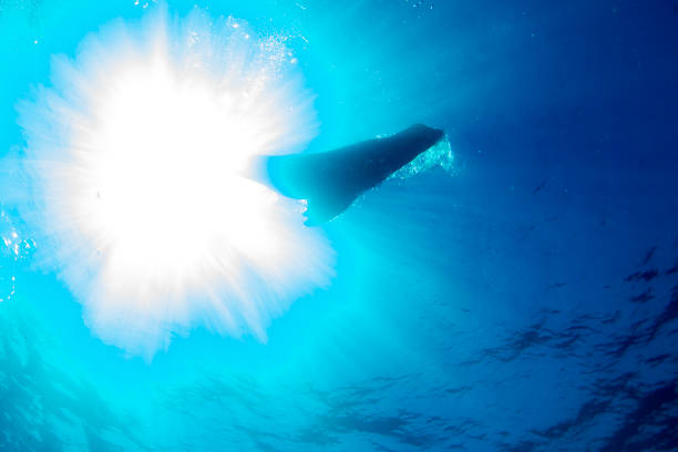 istock sea lion seal underwater while diving galapagos 1055070072
