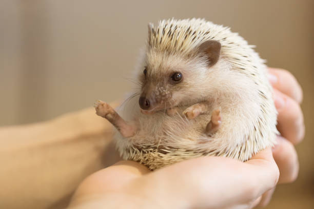istock Small cute hedgehog in female hands. Atelerix albiventris 1055071040