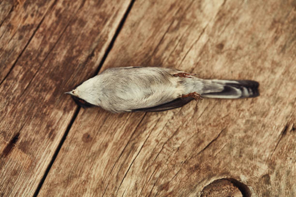 istock Dead sparrow lies on a wooden table 1055073904