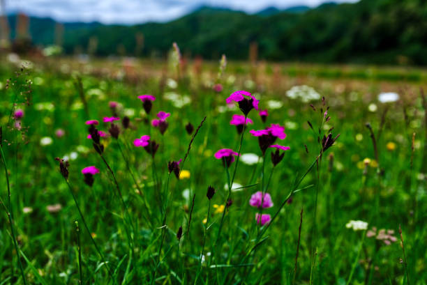 horizontal nature shot of sunny meadow in summer time with wild colorful flowers.
