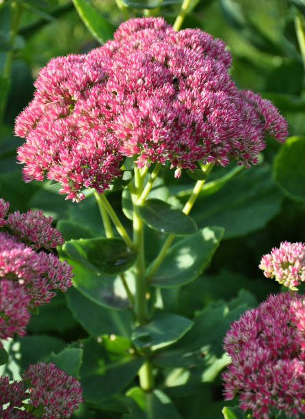 istock Orpine  blooming in garden background 1055075518