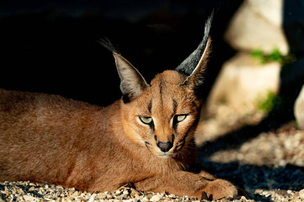 istock Caracal wild cat close up portrait 1055078400