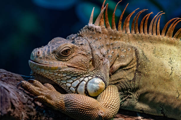 istock Green Iguana close up portrait on a tree 1055081312