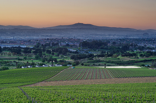 Vineyards just outside of Kuilsriver towards Bellville at sunset Cape Town South Africa