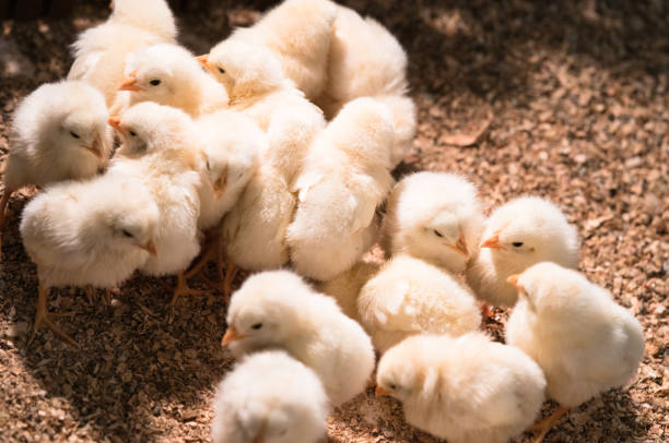 istock animal photography 1055082098