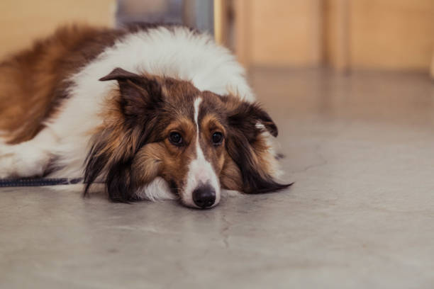 Shetland sheepdog isolated on white background