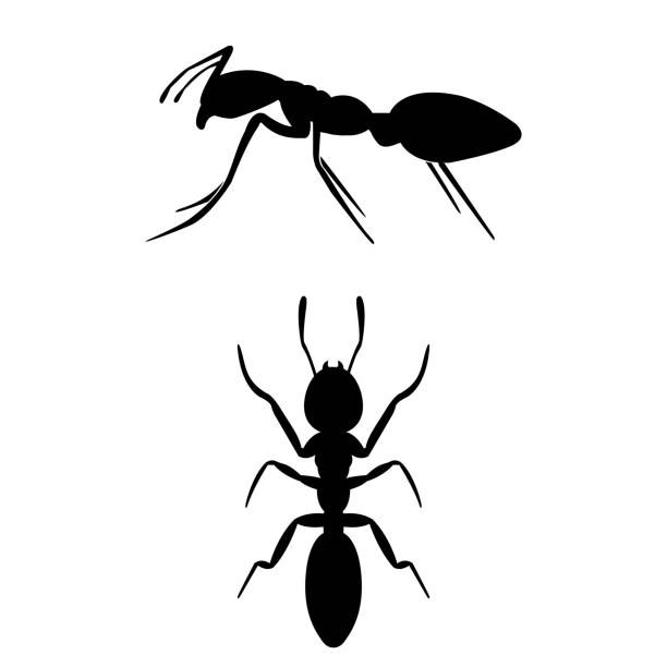 Ant the icon on a white background Ant the icon on a white background ant stock illustrations