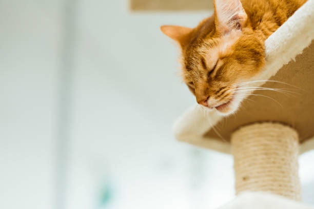 istock animal photography 1055082298