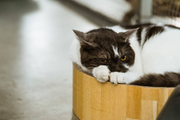 istock animal photography 1055082320