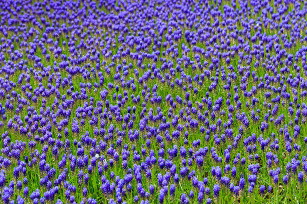 istock Purple blue grape hyacinth Muscari flowers in spring 1055082894